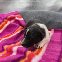 Farrah's Bi-blk female full Akc, a female Shetland Sheepdog for sale in Cullowhee, NC – 8 of 10