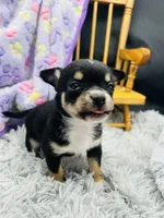  tri male 2  AKC , a male Chihuahua for sale in Cullowhee, NC – 9 of 10