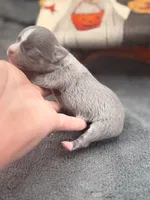 Panda female 1 full AKC , a female Chihuahua for sale in Cullowhee, NC – 4 of 10