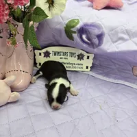 Full Akc Prim's chocolate girl, a female Chihuahua for sale in Cullowhee, NC – 8 of 10