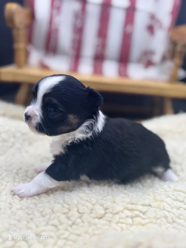 Freya male AKC tri  – Chihuahua puppy for sale in Cullowhee, NC