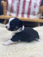Freya male AKC tri , a male Chihuahua for sale in Cullowhee, NC – 1 of 10