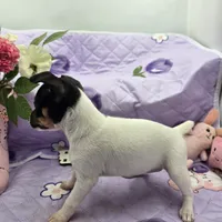 Minnie's sweet girl full Akc, a female Toy Fox Terrier for sale in Cullowhee, NC – 4 of 8