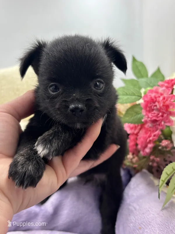 Full Akc Juliette Female1 – Chihuahua puppy for sale in Cullowhee, NC