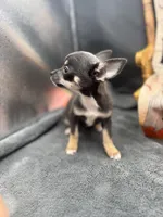 Darla Blue tri full AKC , a female Chihuahua for sale in Cullowhee, NC – 3 of 8