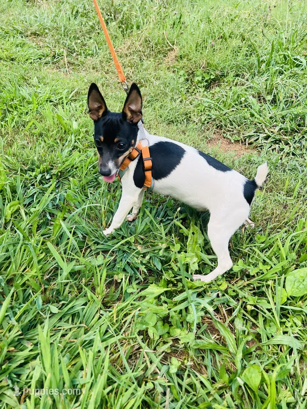 Full AKC Mini's Male #2 – Toy Fox Terrier puppy for sale in Cullowhee, NC