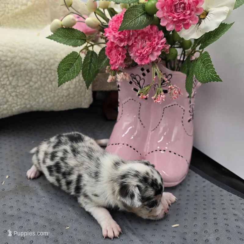 Selina female full AKC  – Chihuahua puppy for sale in Cullowhee, NC