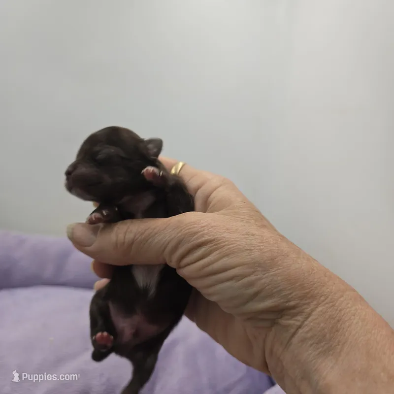 Full AKC Juliette Male # 3 – Chihuahua puppy for sale in Cullowhee, NC