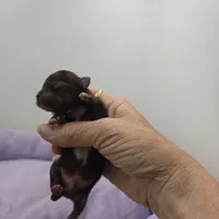 Full AKC Juliette Male # 3, a male Chihuahua for sale in Cullowhee, NC – Photo 1 of 8