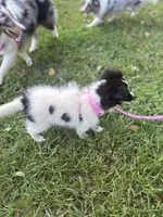Lucy female full AKC , a female Shetland Sheepdog for sale in Cullowhee, NC – 2 of 10