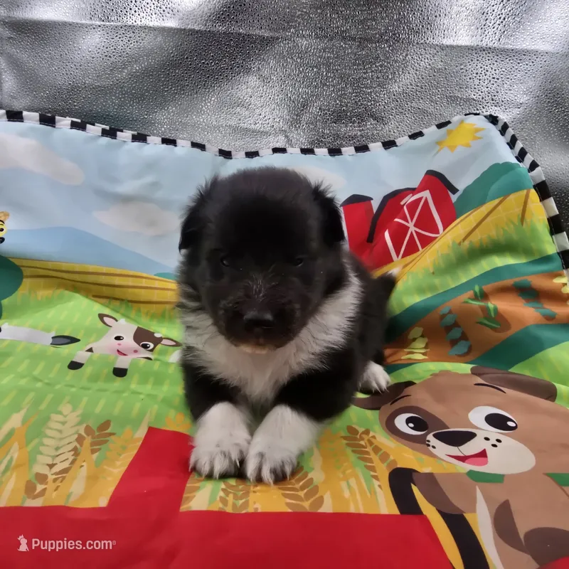 Farrah full akc male Bi-blk – Shetland Sheepdog puppy for sale in Cullowhee, NC