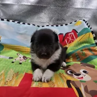 Farrah full akc male Bi-blk, a male Shetland Sheepdog for sale in Cullowhee, NC – 1 of 8