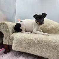 Cupcake tri female , a female Toy Fox Terrier for sale in Cullowhee, NC – 5 of 10