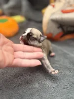 Panda male 2 full AKC , a male Chihuahua for sale in Cullowhee, NC – 3 of 10