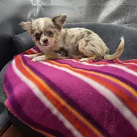 Chocolate Merle Rain full  AKC , a female Chihuahua for sale in Cullowhee, NC – 7 of 10