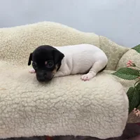 Cupcake tri female , a female Toy Fox Terrier for sale in Cullowhee, NC – 10 of 10