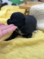 JDs black n white LC female , a female Chihuahua for sale in Cullowhee, NC – 4 of 10