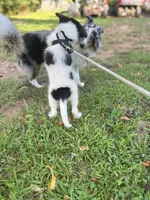 Lucy male #2 full AKC , a male Shetland Sheepdog for sale in Cullowhee, NC – 6 of 10