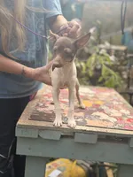 Cupcake chocolate male, a male Toy Fox Terrier for sale in Cullowhee, NC – 3 of 10