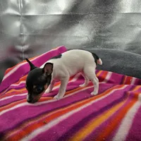 Tesla # 1 Full Akc, a female Toy Fox Terrier for sale in Cullowhee, NC – 2 of 10