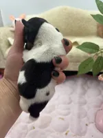Cupcake tri male, a male Toy Fox Terrier for sale in Cullowhee, NC – 10 of 10