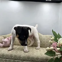 Full AKC Mini's Male # 1, a male Toy Fox Terrier for sale in Cullowhee, NC – 7 of 10