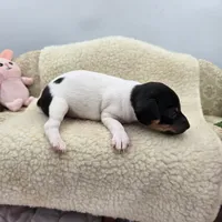 Cupcake tri female , a female Toy Fox Terrier for sale in Cullowhee, NC – 3 of 10