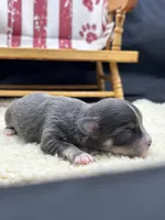 Blue and tan female full AKC , a female Chihuahua for sale in Cullowhee, NC – 2 of 10