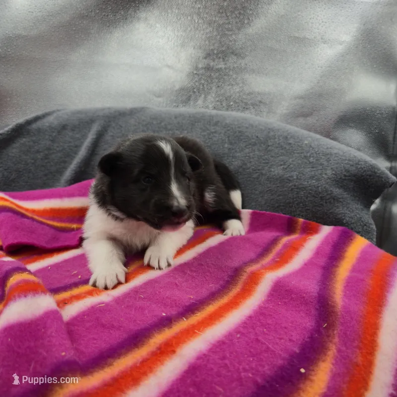 Farrah's Bi-blk female full Akc – Shetland Sheepdog puppy for sale in Cullowhee, NC