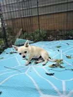Full AKC Summer Male 1, a male Chihuahua for sale in Cullowhee, NC – 4 of 9