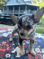 Ravens male full AKC , a male Chihuahua for sale in Cullowhee, NC – 3 of 10