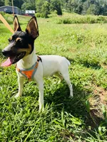  Jeffery Male # 1, a male Toy Fox Terrier for sale in Cullowhee, NC – 5 of 10