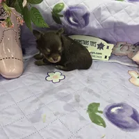 Full Akc Dixie chocolate and tan long coat, a male Chihuahua for sale in Cullowhee, NC – 4 of 10