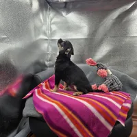 Full AKC Wendy , a female Chihuahua for sale in Cullowhee, NC – 8 of 10