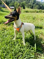  Jeffery Male # 1, a male Toy Fox Terrier for sale in Cullowhee, NC – 2 of 10