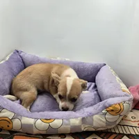 Lavender female full AKC , a female Chihuahua for sale in Cullowhee, NC – Photo 7 of 9