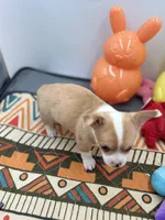 Lavender female full AKC , a female Chihuahua for sale in Cullowhee, NC – Photo 5 of 10