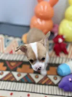 Lavender female full AKC , a female Chihuahua for sale in Cullowhee, NC – Photo 2 of 10