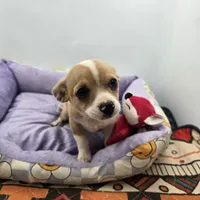 Lavender female full AKC , a female Chihuahua for sale in Cullowhee, NC – Photo 3 of 9