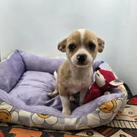 Lavender female full AKC , a female Chihuahua for sale in Cullowhee, NC – Photo 2 of 9