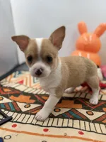 Lavender female full AKC , a female Chihuahua for sale in Cullowhee, NC – Photo 8 of 10