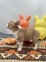 Lavender female full AKC , a female Chihuahua for sale in Cullowhee, NC – Photo 10 of 10