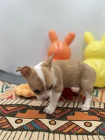 Lavender female full AKC , a female Chihuahua for sale in Cullowhee, NC – Photo 9 of 10