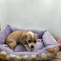 Lavender female full AKC , a female Chihuahua for sale in Cullowhee, NC – Photo 8 of 9