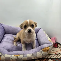 Lavender female full AKC , a female Chihuahua for sale in Cullowhee, NC – Photo 5 of 9