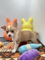 Lavender female full AKC , a female Chihuahua for sale in Cullowhee, NC – Photo 6 of 10