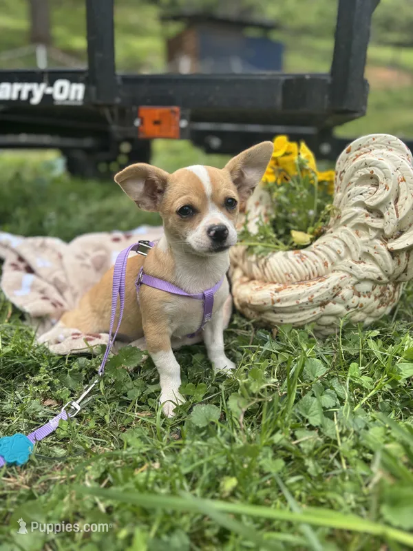 Lavender female full AKC  – Chihuahua puppy for sale in Cullowhee, NC