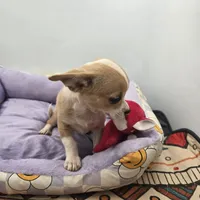 Lavender female full AKC , a female Chihuahua for sale in Cullowhee, NC – Photo 4 of 9