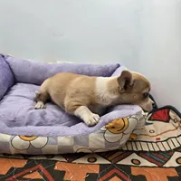 Lavender female full AKC , a female Chihuahua for sale in Cullowhee, NC – Photo 6 of 9