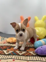 Lavender female full AKC , a female Chihuahua for sale in Cullowhee, NC – Photo 7 of 10